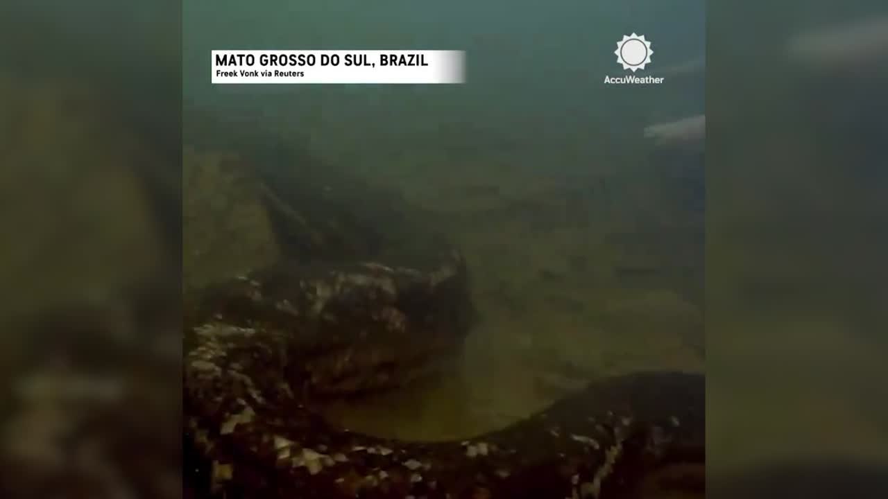 Descubren una nueva especie de anaconda gigante en el Amazonas