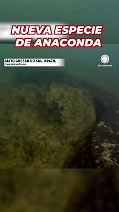 Descubren una nueva especie de anaconda gigante en el Amazonas