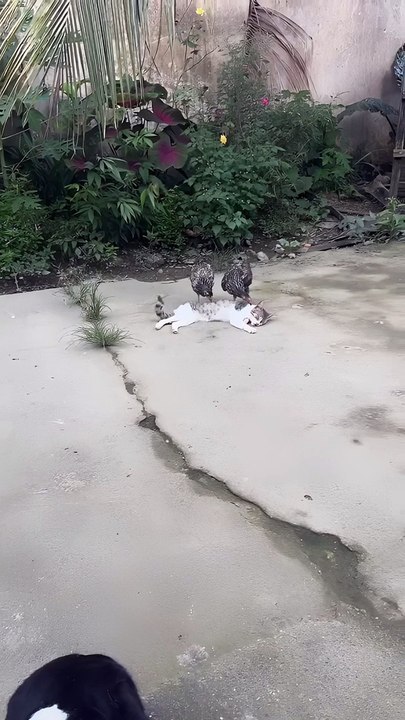 Cat Just Wants To Sleep