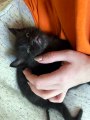 Sweet Tiny Cat Sleeps To Gentle Pets