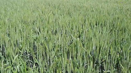 रबी की फसल को खूब मिला मौसम का साथ, बम्पर उपज से किसान होगा खुशहाल