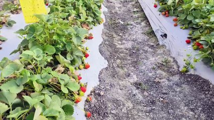 Jhalawar Forestry and Horticulture College made strawberry production easier