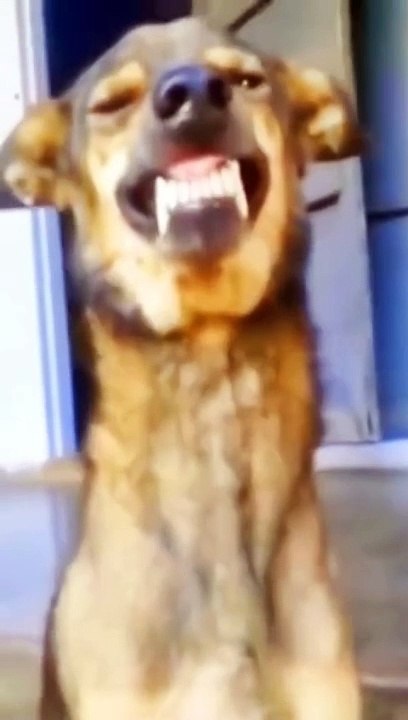 memes .. funny .. try not to laugh .. prank .. people .. funny image .. joke        Looking for a good laugh?  Follow our page for the funniest memes, videos, and pictures.  We post new con