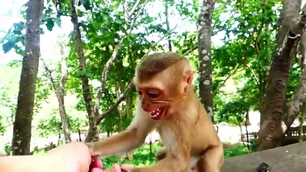 Sweetie mommy warn cameraman that catch her son Rockstar, Human feed foods to Rockstar (720p_25fps_H264-192kbit_AAC)