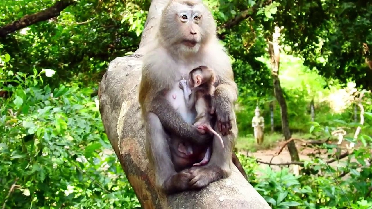Sweetie Mother Pinka Good At Nursing Adorable Newborn Baby (720p_25fps_H264-192kbit_AAC)