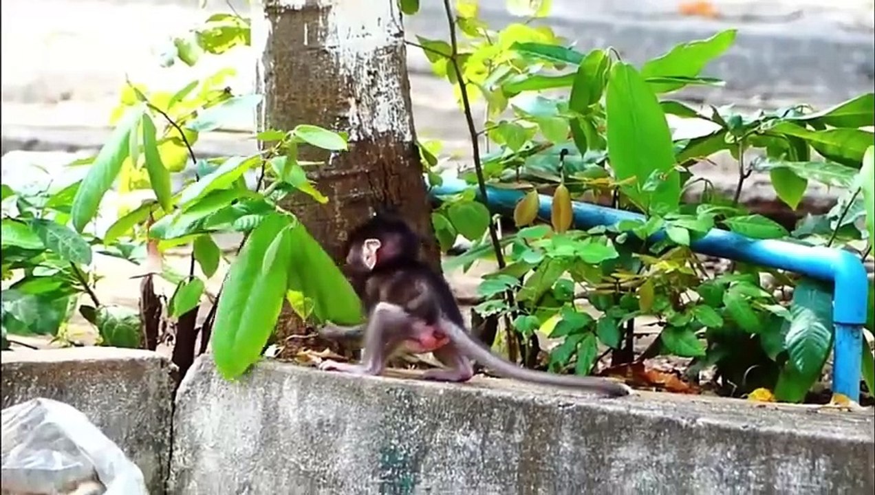 Terrible action, tiny baby is full of fear, baby rapidly jump to sister Sofia, during run full speed (720p_25fps_H264-192kbit_AAC)