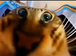 Those cute cat eyes