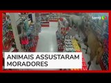 Cavalos invadem farmácia, derrubam prateleiras e assustam funcionários no RJ