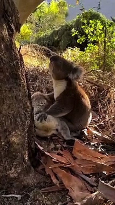 Desgarrador: El momento en que un koala llora la muerte de su pareja  (cortesía Koala Rescue)
