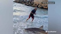 Beached shark rescued on South Africa beach