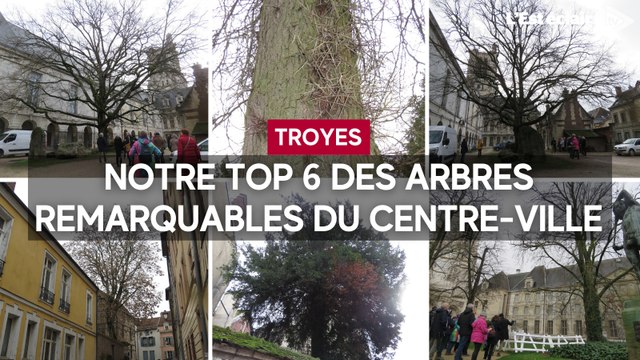 Notre top 6 des arbres remarquables présents dans le centre-ville de Troyes