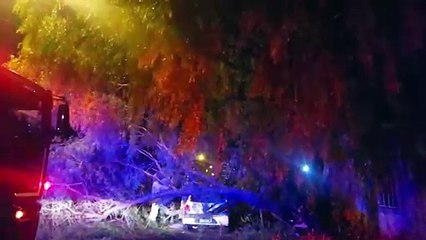 Árvore cai sobre Gol estacionado e Corpo de Bombeiros é chamado ao Bairro Santa Felicidade