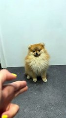 Trop intelligent ce chien