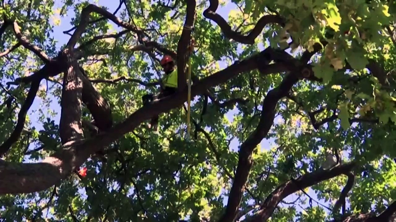 manian tree climbing championships draw arborists vying for state crown