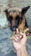 Wait for jimmy turn #viral #dog #realdog #doglover #adorabledog #dogowner #germanshepherd #puppy #shorts #gsd #like #bgmi #future #pubg