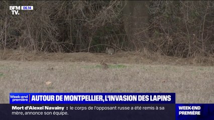 Autour de Montpellier, le lapin de garenne prolifère et ravage les cultures