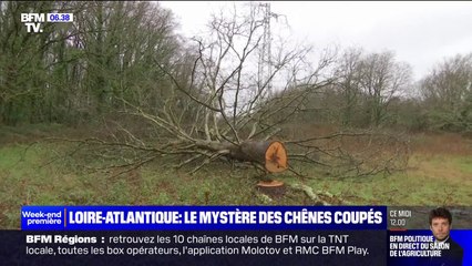 En Loire-Atlantique, une enquête est en cours après la disparation d'une vingtaine de chênes centenaires