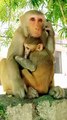 Animal Funny Video, Monkey Shorts, Trending Video, Viral Video, Viral Reels, Animal Planet#Animals#Funnyanimals#Monkeyvideo