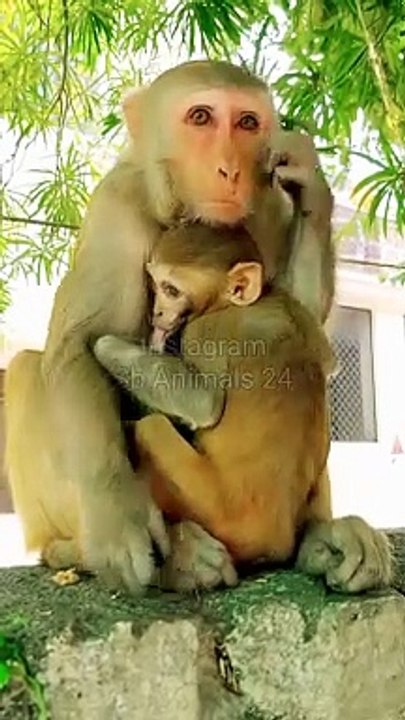 Animal Funny Video, Monkey Shorts, Trending Video, Viral Video, Viral Reels, Animal Planet#Animals#Funnyanimals#Monkeyvideo