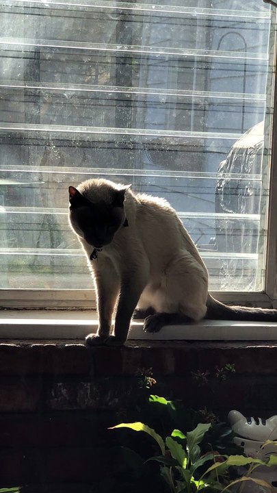 18 year old Siamese cat howling