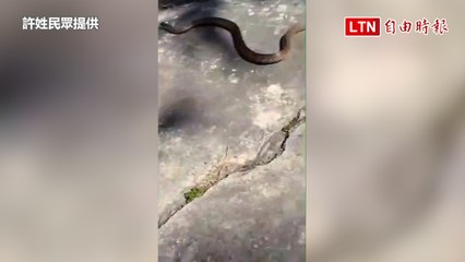 南投水里驚見2米長大南蛇，民宅門前石頭劇烈搖晃！🐍