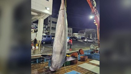경북 울진 앞바다서 5m 밍크고래 죽은 채 발견 / YTN