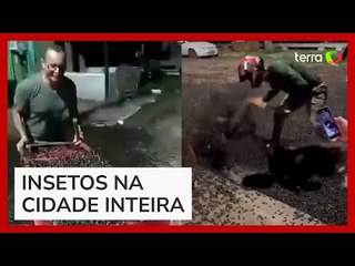 Infestação de besouros é registrada por moradores no interior do Amapá