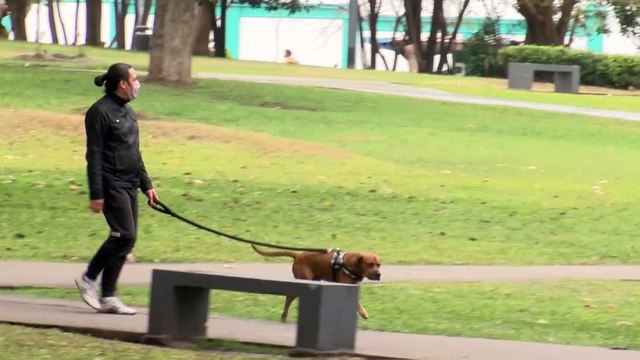 La plaga de procesionaria se adelanta por el cambio climático, según ANECPLA