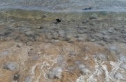 Mersin sahillerine çok sayıda ölü denizanası vurdu