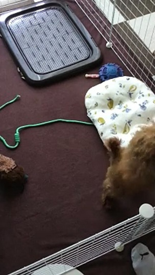 ⁣a puppy to train