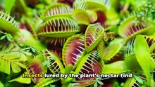 @ Carnivorous Plants_ Nature's Deadly Trap