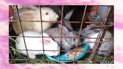 Mader Dou, Fader Buck and 3Kits Eating
