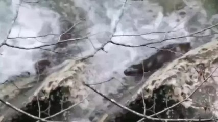 Bakan Yumaklı: Kastamonu'daki eşsiz doğal yaşamın bu seferki sürprizi 'Su Samuru' oldu