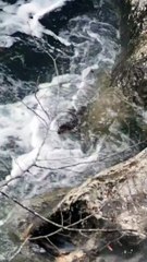 Kastamonu'da ortaya çıkan ''sevimli misafir'' kamerada