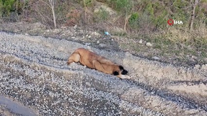 Bu işin sonu ne olacak böyle! Sözde hayvanseverler niye diretiyor?