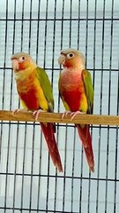Pineapple conure pair