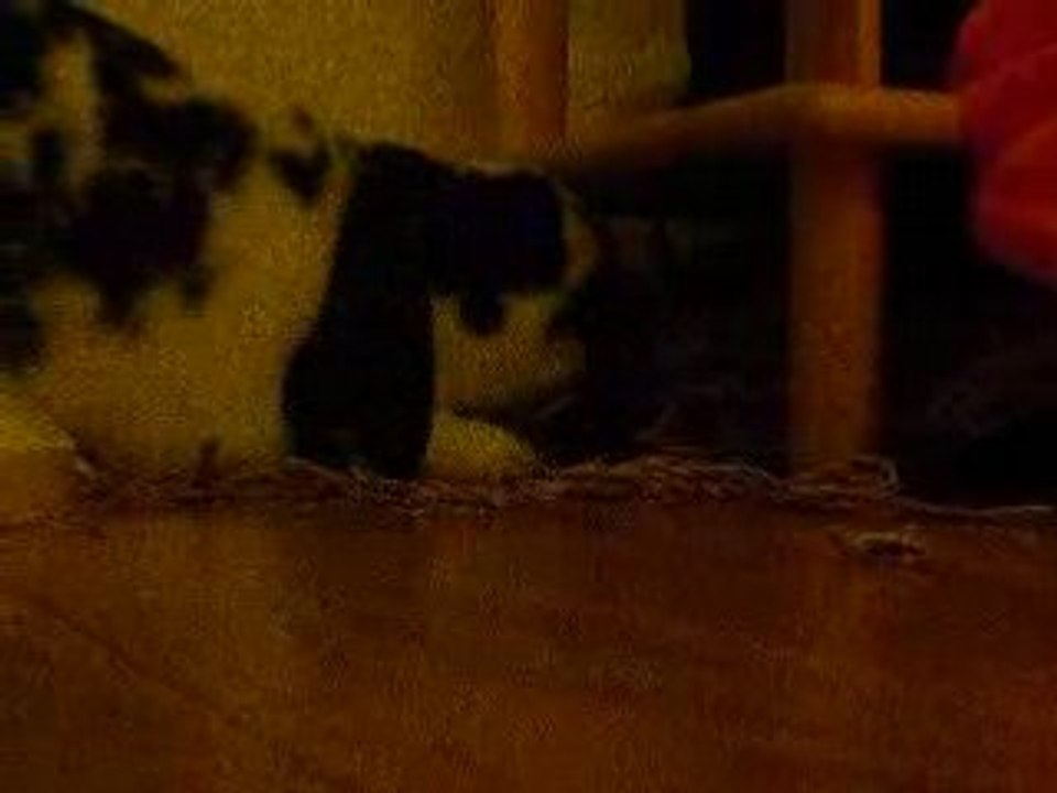 Obi et les tapis 2