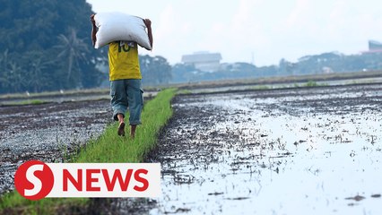 PM: Naccol given until March 20 to fix padi, rice price issues