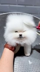 doggy #Cutest doggy #short #homepet