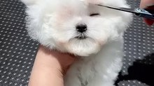 chien #chien le plus mignon #short
