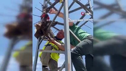 Kızıl şahin direğe takıldı 