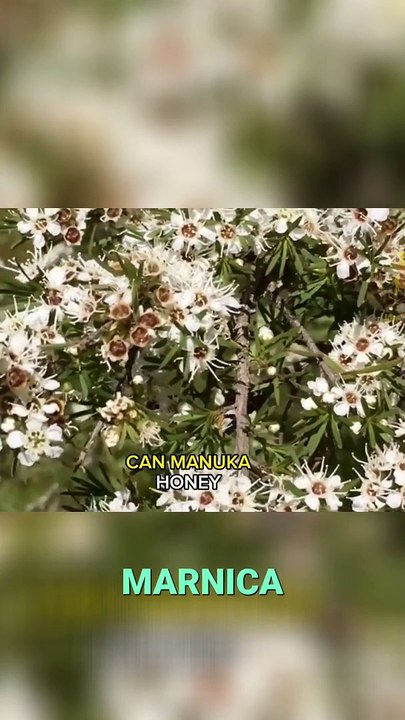 Can Marnica Honey Truly Deliver on its Promises_ (1)