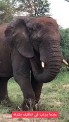 Bathing an elephant in dirt/استحمام الفيل بالتراب