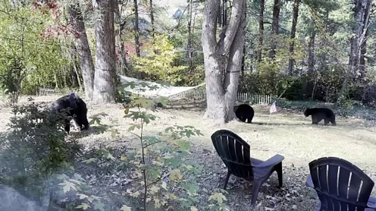 Two Playful Bear Cubs Having Fun in a Hammock