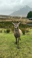 Hand-Feeding a Wild Deer in the Scottish Highlands