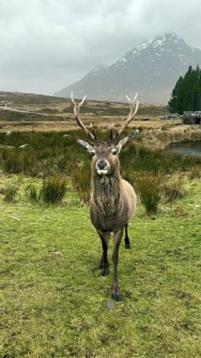 Hand-Feeding a Wild Deer in the Scottish Highlands