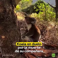 Koala en duelo, por la muerte de su compañera.