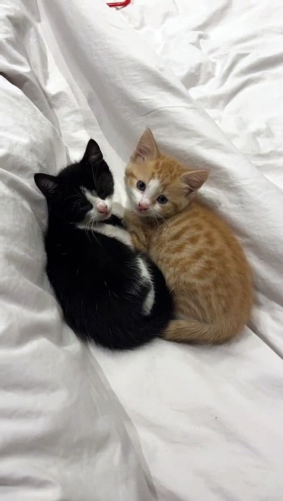 best Friends  #cats #catscool