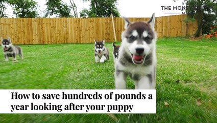 How To Save Money On Looking After Your Puppy | The Money Edit