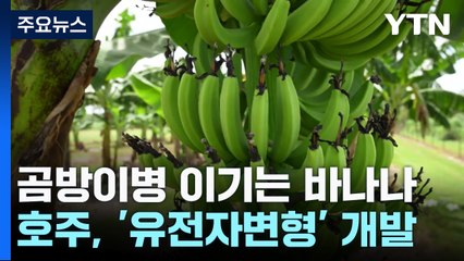 곰팡이병 이기는 바나나 개발...호주, 세계 첫 허가 / YTN